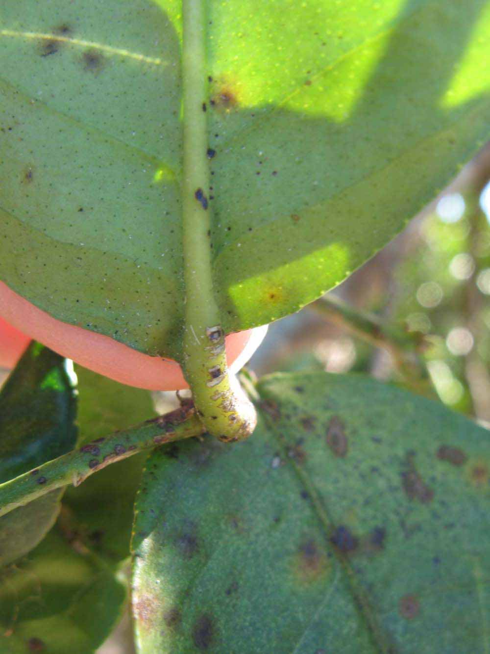              Petiole (Winter Haven, FL)       